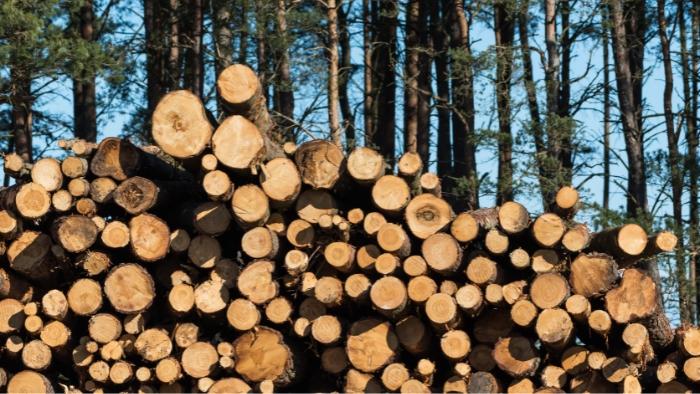 Brasil-Estados Unidos: análise de cenário moveleiro e estratégias setoriais para 2025