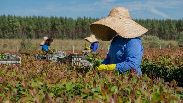Eucatex conquista prêmio internacional por sustentabilidade na indústria madeireira no World Finance Sustainability Awards 2025