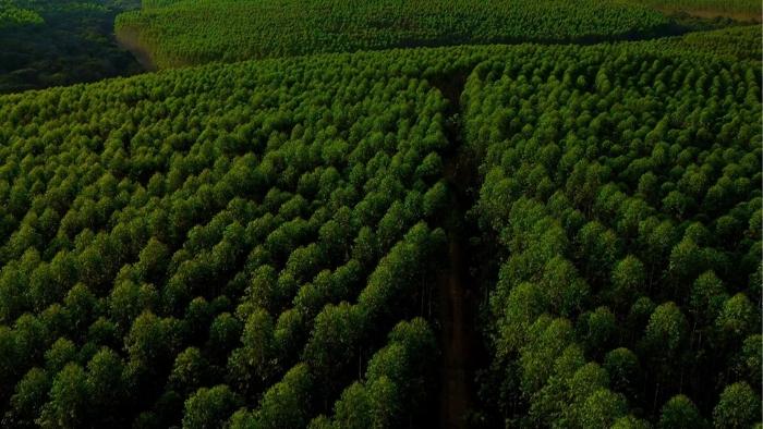 Eucatex conquista prêmio internacional por sustentabilidade na indústria madeireira