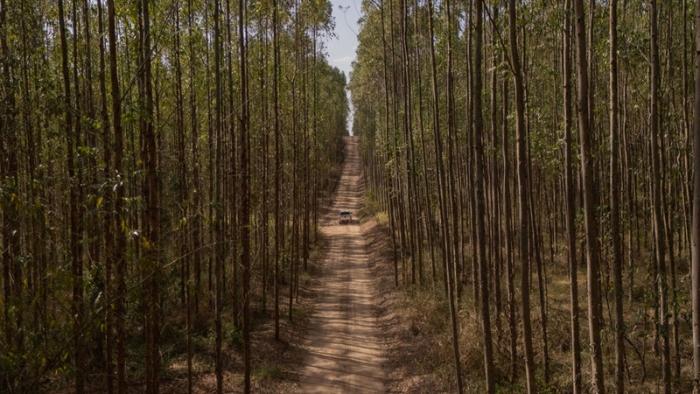 Eucatex conquista prêmio internacional por sustentabilidade na indústria madeireira no World Finance Sustainability Awards 2025